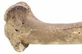 Pleistocene Fossil Horse (Equus) Femur - Florida #265353-2